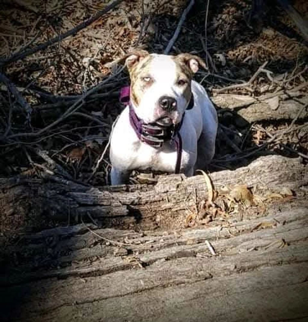 NAME: SCK Voodoo DOB: 5/26/2021 SIRE: Ruger of SCK DAM: SCK Malibu COLOR: white/sable brindle merle