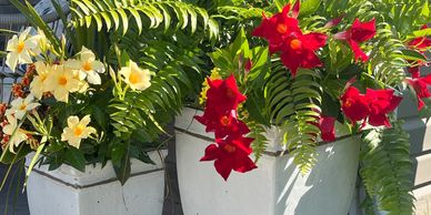 Two white pots with vibrant flowers and lush green ferns on a porch.