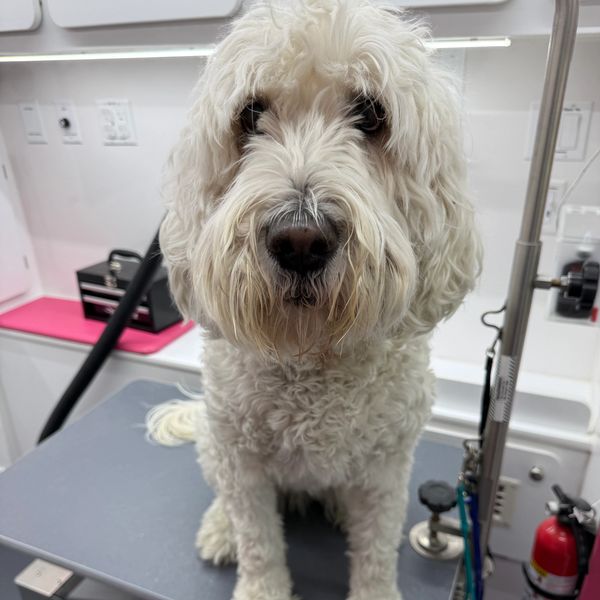 Fluffy white dog sitting on a grooming table.