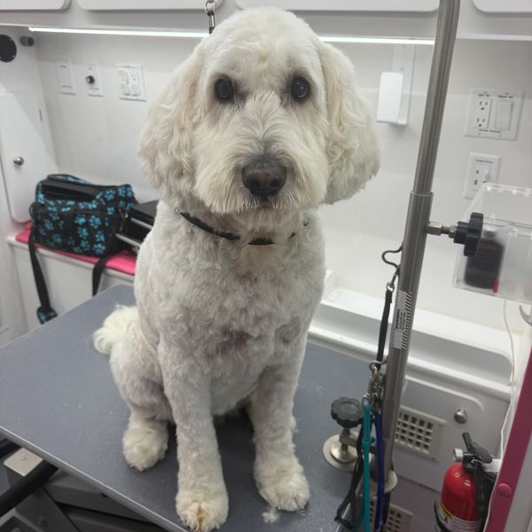 White fluffy dog sitting on a grooming table.