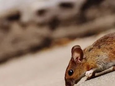 Rodents - mice and rat control
