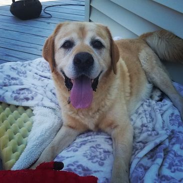 dog obx