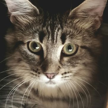 cat obx