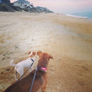 dog beach obx