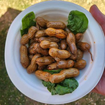 Cajun boiled peanuts.