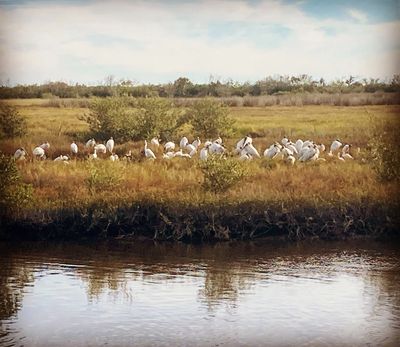 Tampa Bay Living Legacy, storks gather