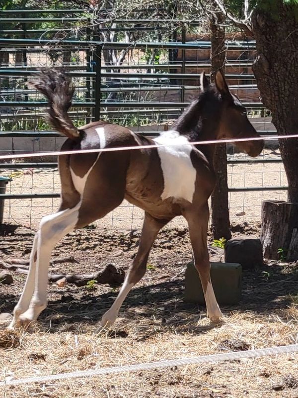 Young foal walking in an enclosed area.