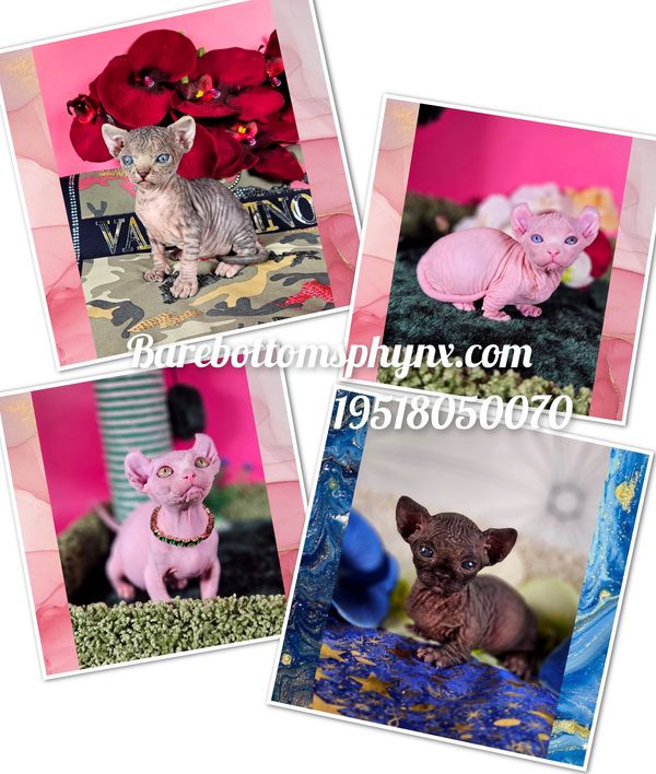 Just a few available kittens bambino kittens Elf kittens dwelf kittens sphynx bullycat kittens ready