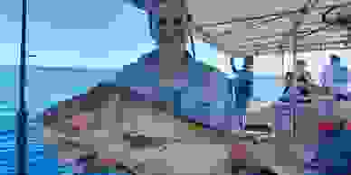 Gold coast reef fishing charters, half day deep sea trips.