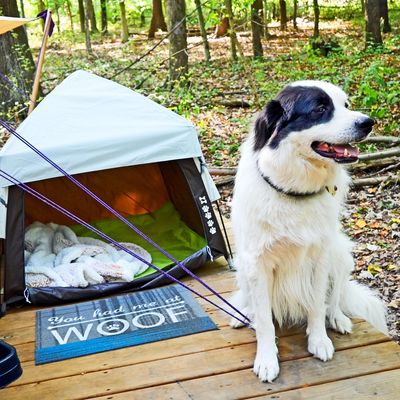 Canvas Cottages pet-friendly glamping – bring your dog and enjoy cozy stays, trails & nature escapes