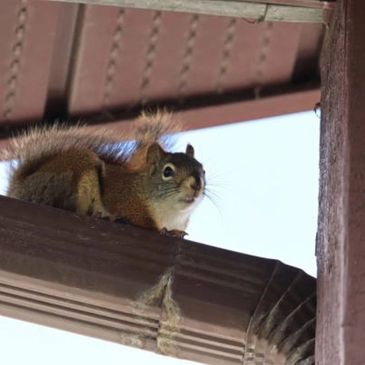 Squirrels are looking for a home. Dont let it be yours! Call us today for a home inspection.  We hav
