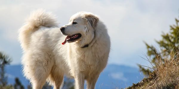 Fluffy white dog standing outdoors with tongue out, looking to the side.