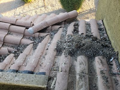 Pigeon removal trapping control deterrent pests cleaning pressure washing repellent roosting nesting