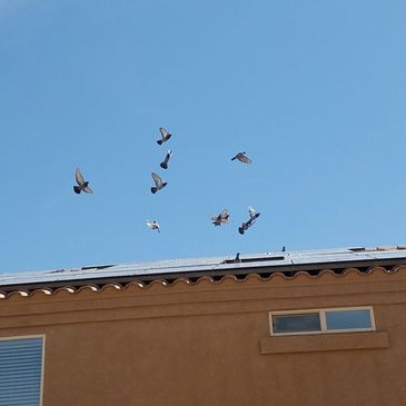 Pigeon removal trapping control deterrent pests cleaning solar panels repellent roosting nesting