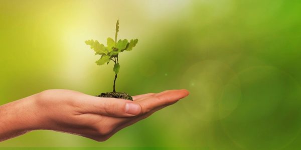 oak sapling sitting on hand