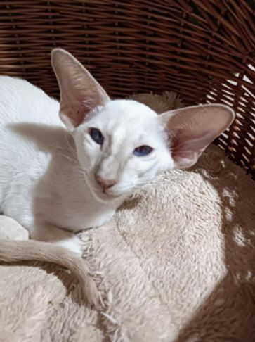 White cat with large ears resting in a cozy basket.