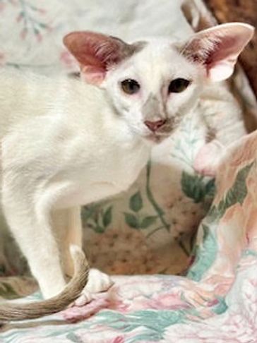 White Oriental Shorthair cat with large ears.