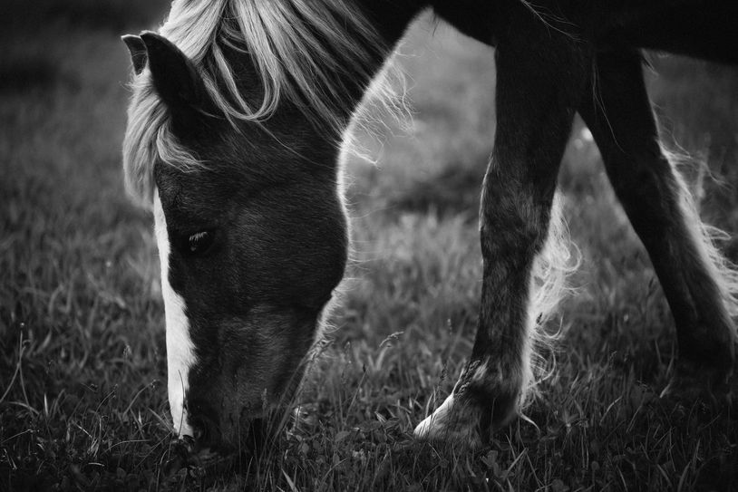Black and white close-up of horse grazing.