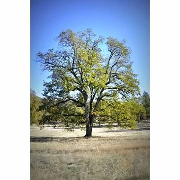 Majestic Oak Tree in Lake Medow