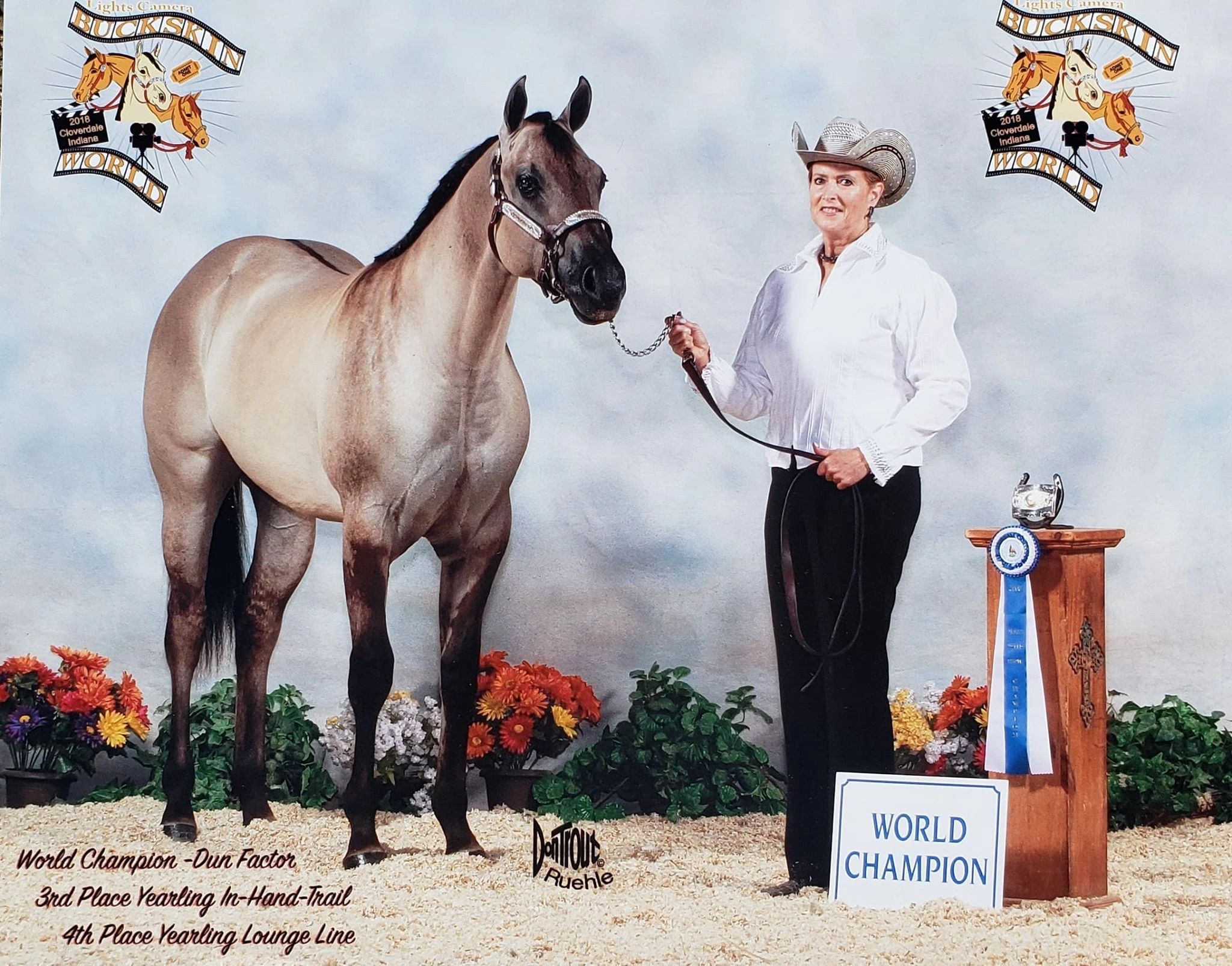 world champion grulla stallion