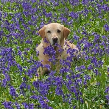 A dog sitting amidst vibrant purple flowers in a lush garden.