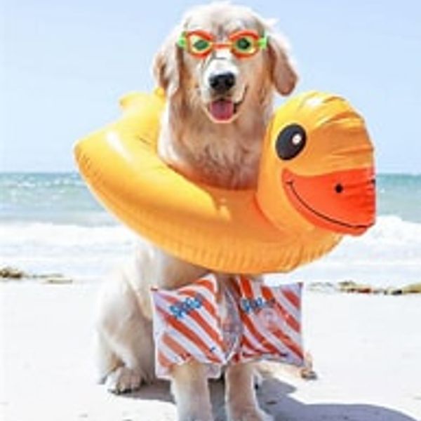 A dog wearing swimming outfit