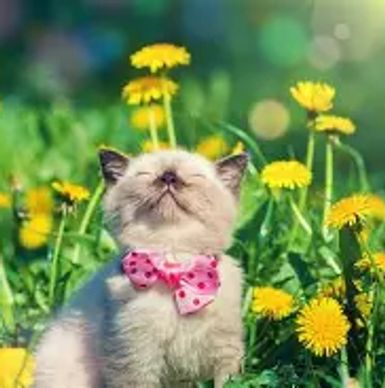 Kitten with a pink bow tie enjoying a sunny day among dandelions.