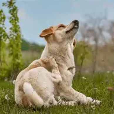 A dog scratching itself outdoors on grass.
