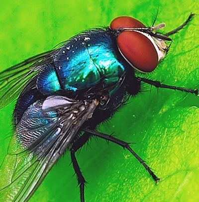 Close-up of a green bottle fly on a leaf.