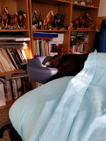 Melee waiting for her Reiki session