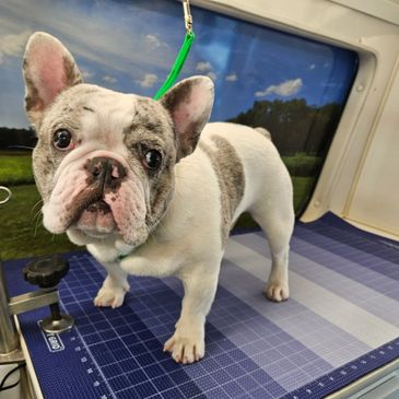 French Bulldog with a unique coat standing on a grooming table.