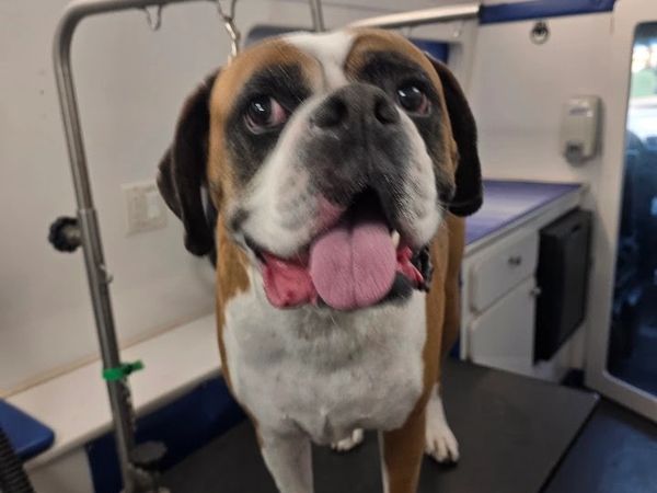 Happy boxer dog with tongue out inside a grooming area.