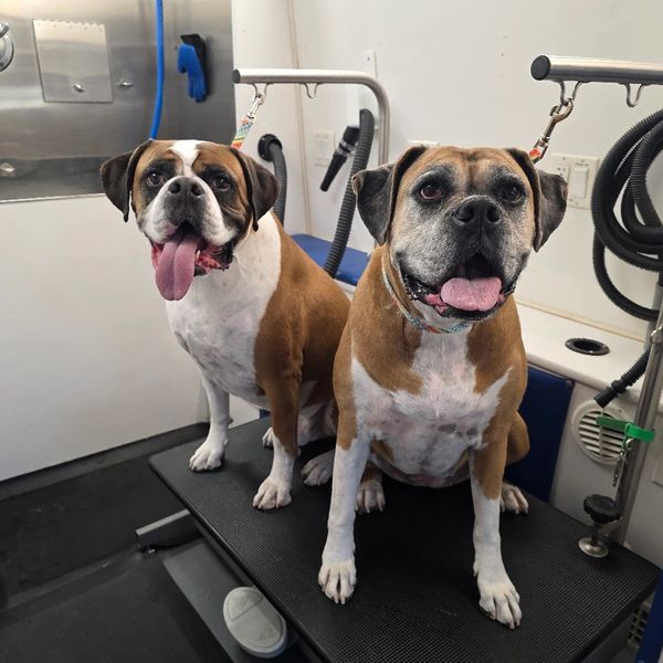 Two brown and white dogs sitting on a grooming table, panting happily.
