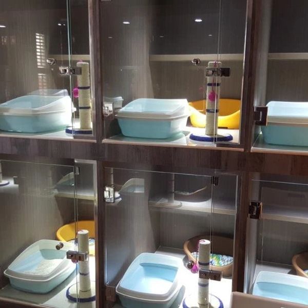 Glass enclosures with cat litter boxes and scratching posts in a pet care facility.