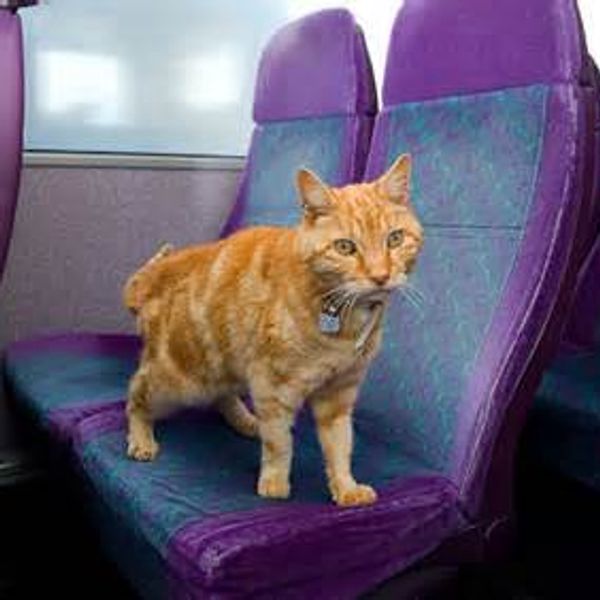 An orange tabby cat wearing a blue collar stands on a purple bus seat.