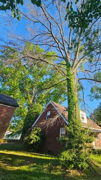 A tall tree with sparse leaves stands next to a house under a clear blue sky.