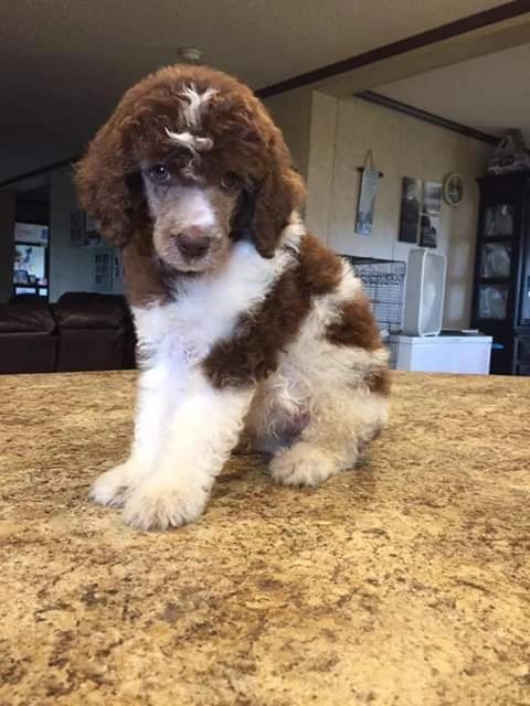 black and white parti poodle puppies for sale