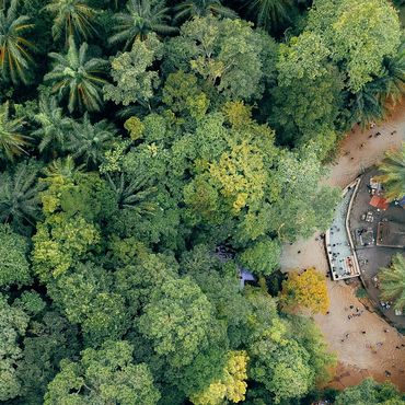 RAINFOREST CANOPY