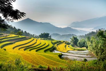 SAPA RICE TERRACES