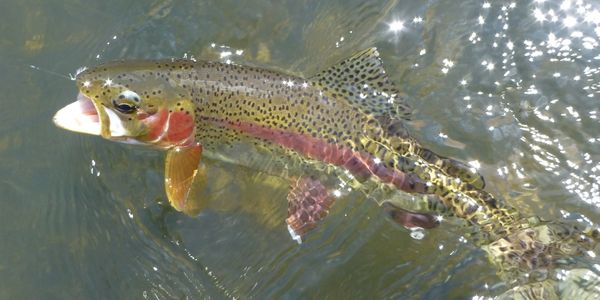 trout, rainbow trout, river fishing, fishing guide, stream