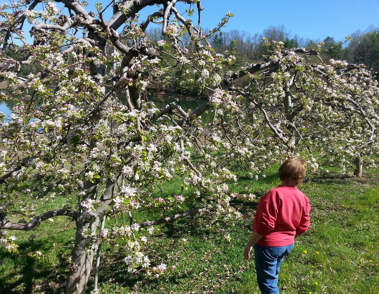 This is my wife (Jean) looking at Saylor Sunrise apple trees at the lower level of our orchard.