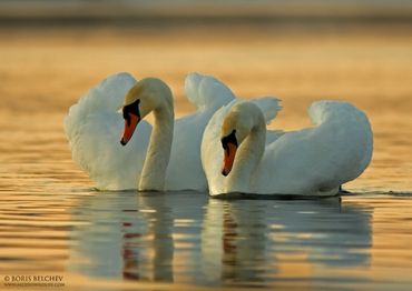 Mute Swan couple at Nemunas river, Central Lithuania. 