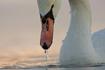 Mute Swan Portrait taken at Central Lithuania. 