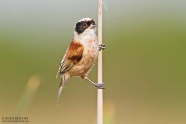 Penduline Tit taken in Central Lithuania.