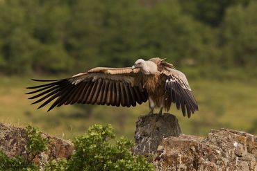 Griffon Vulture taken fro hide in my home country - Bulgaria in 2011.