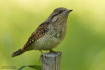 Wryneck close-up taken in Eastern Lithuania. 