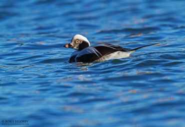 Long-tailed Duck at the Baltic Sea coast, taken in Western Lithuania.