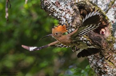 Hoopoe flying off the nest cavity taken from mobile hide in Central Bulgaria.