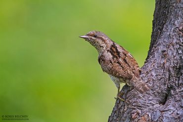 Wryneck at Central Bulgaria on old plumb tree. 