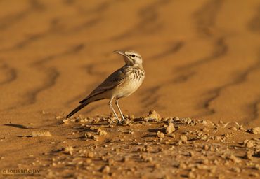 Hooe Lark in Western Sahara Desert on my trip to Morocco back in  2012 with Bird ID by Nord Universi